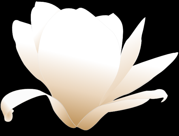 Magnolia-white Clip Art - vector clip art online ...