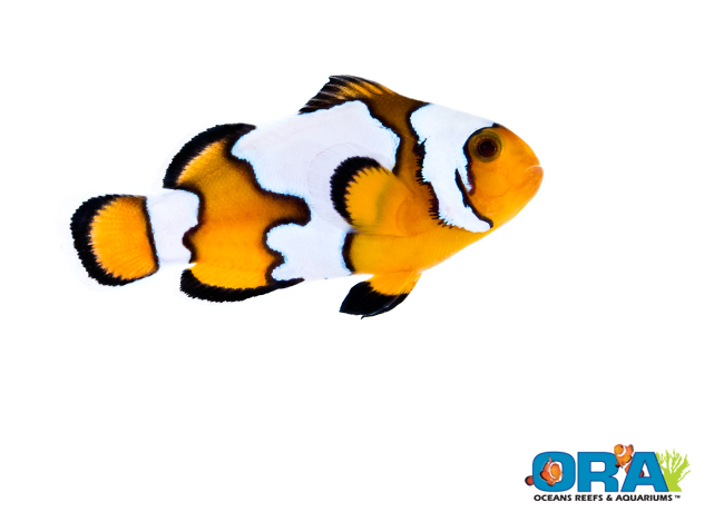 Clownfish species, variants, and classification! - Fish Forum ...