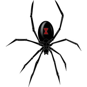 Spider - Polyvore