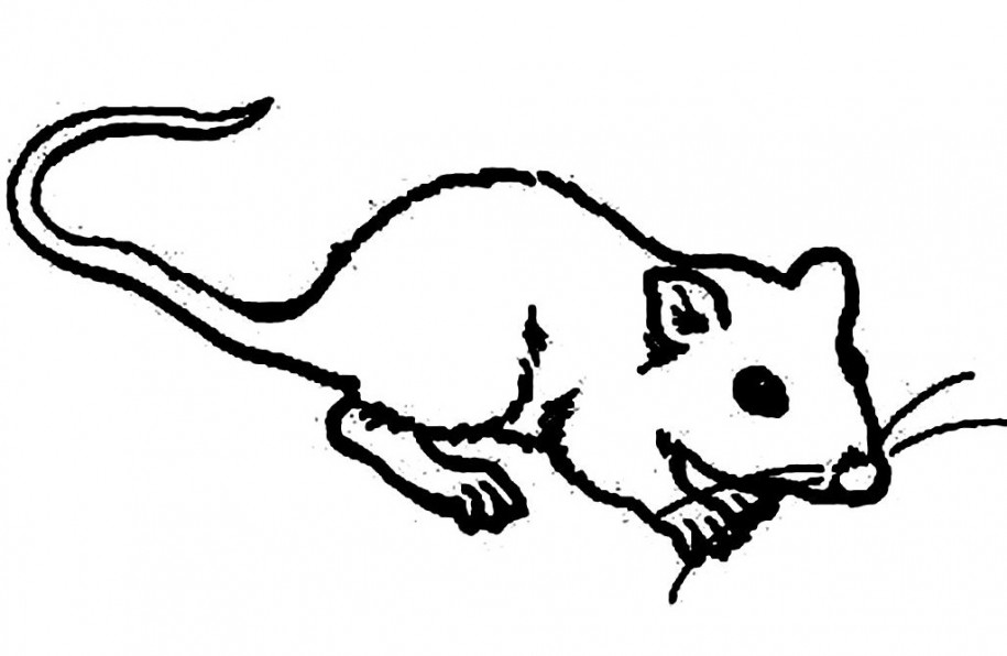 mouse drawing easy Gallery