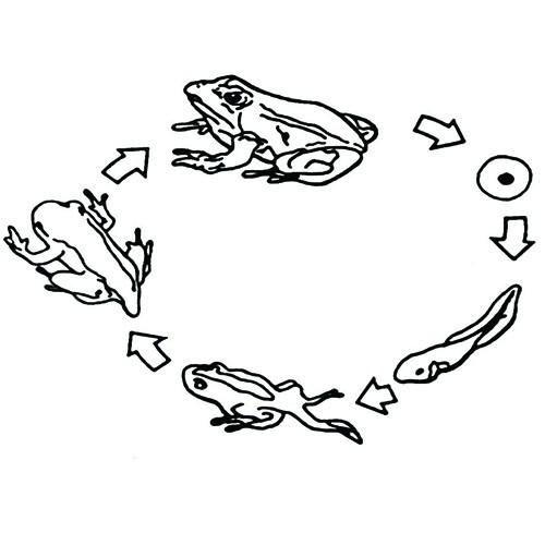 23+ Life Cycle of a Frog Clipart