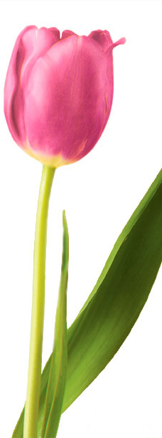 Symbolic Meaning of the Tulip | Teleflora.