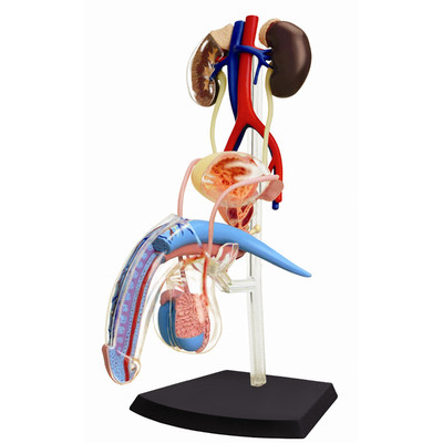 Tedco Toys 4D Human Anatomy - Male Reproductive System Model | Wayfair