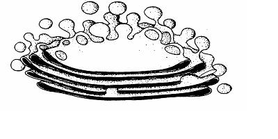 The Anatomy and Physiology of Animals/The Cell Worksheet/Cell ...