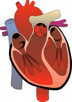 Heart Medical Diagram clip art Vector clip art - Free vector for ...