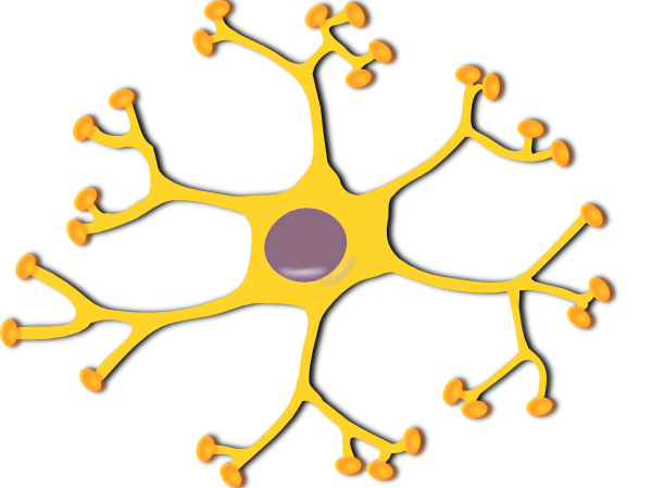 Neuron Interneuron clip art Free Vector