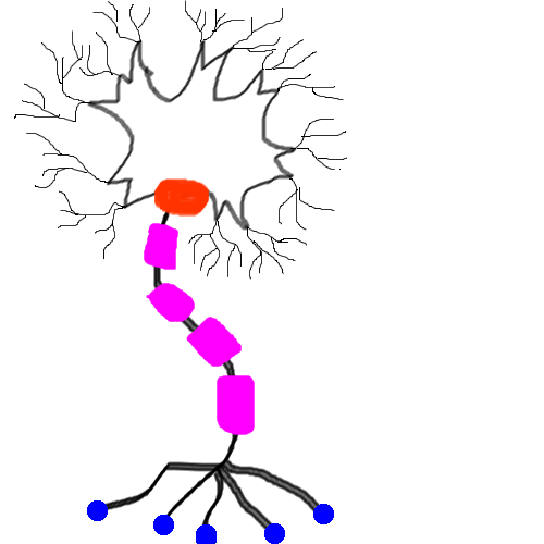 Neuroscience: A Journey Through the Brain - The Structure of a Neuron