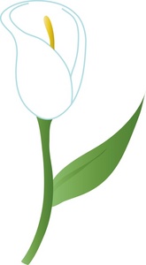Lily Clipart Image - A white calla lily