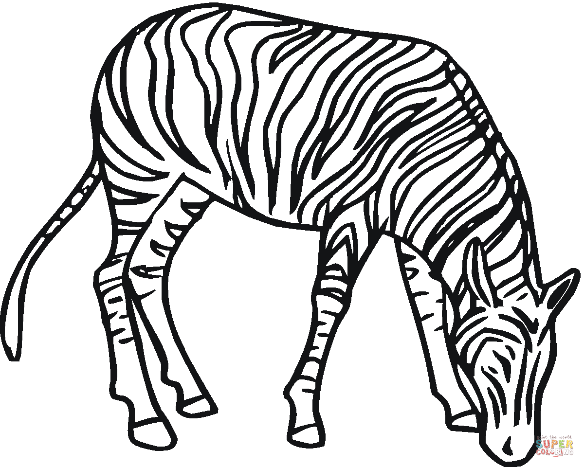 Zebra 4 coloring page | Free Printable Coloring Pages