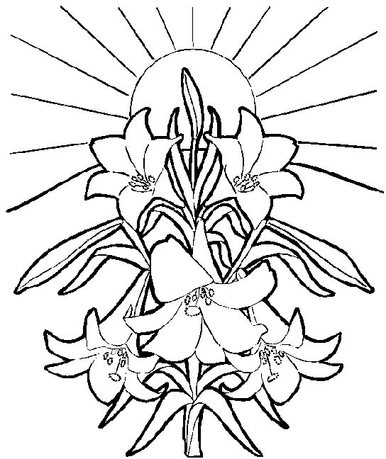 Easter lilies clipart drawing