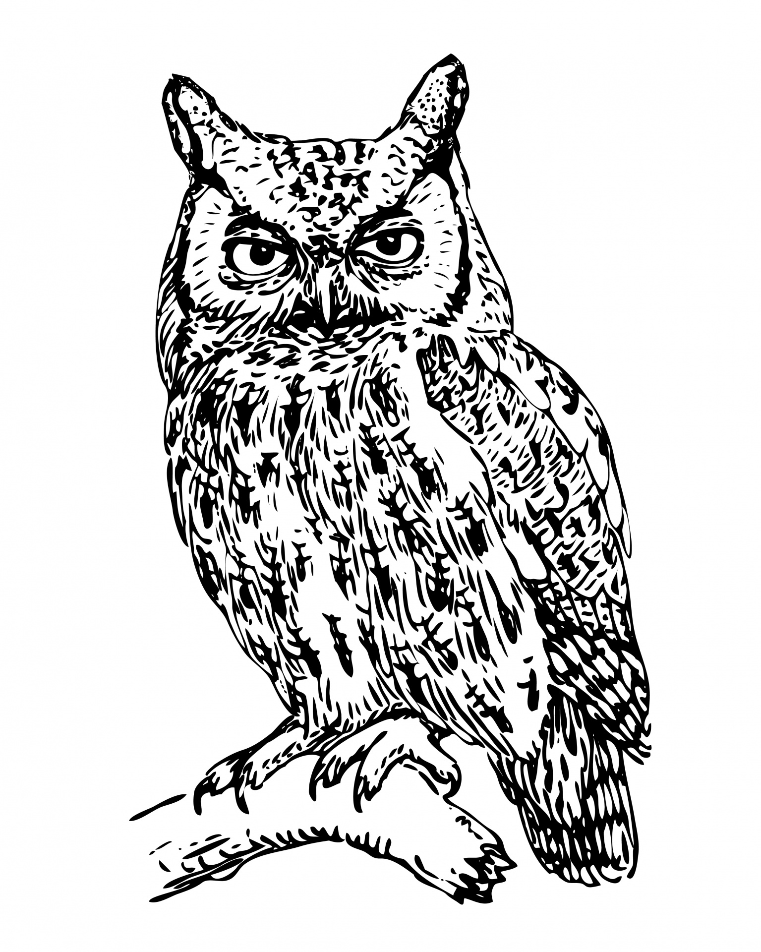 Owl Illustration Clipart Free Stock Photo - Public Domain Pictures