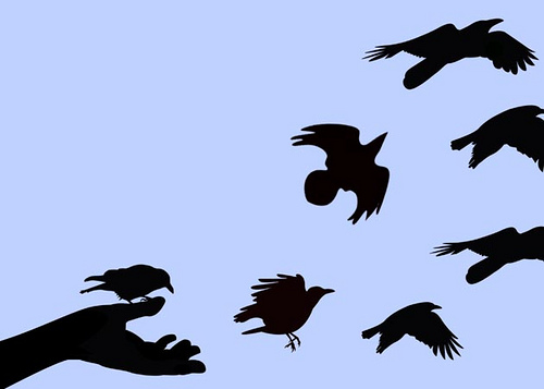 Blackbird, Fly Away | A handful of blackbirds being released… | Flickr