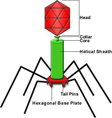 Bacteria as Plant Pathogens