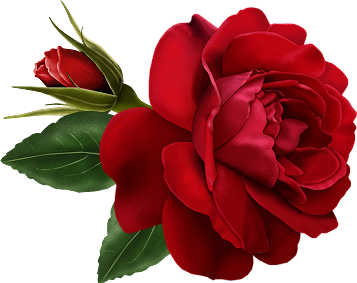 Clipart red rose