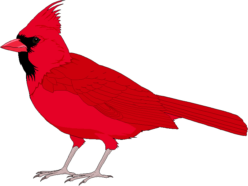 Cute Cardinal Clipart