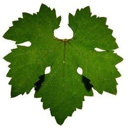 Wine varietals, Leaves and Wine