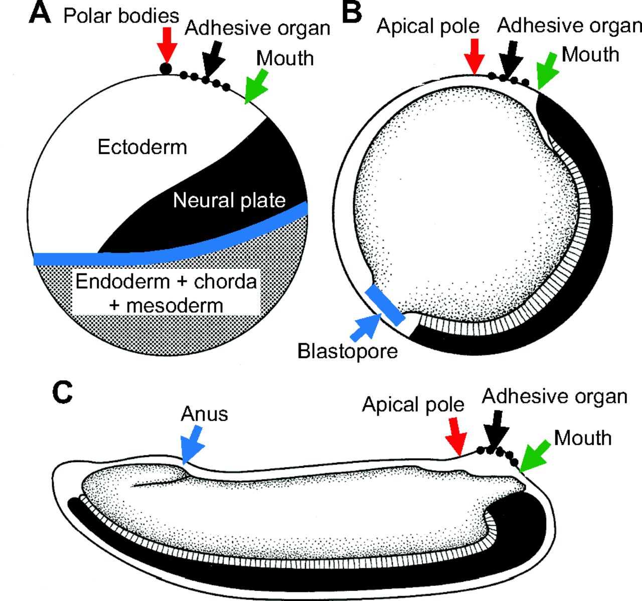 Larval nervous systems: true larval and precocious adult | Journal ...