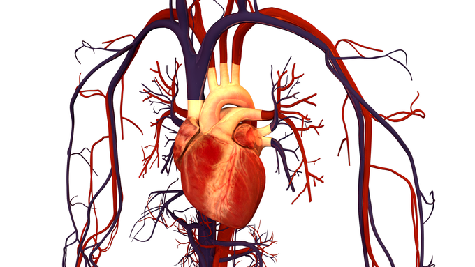 The Role of the Circulatory System