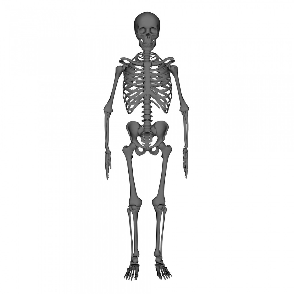 Overview of the Musculoskeletal System