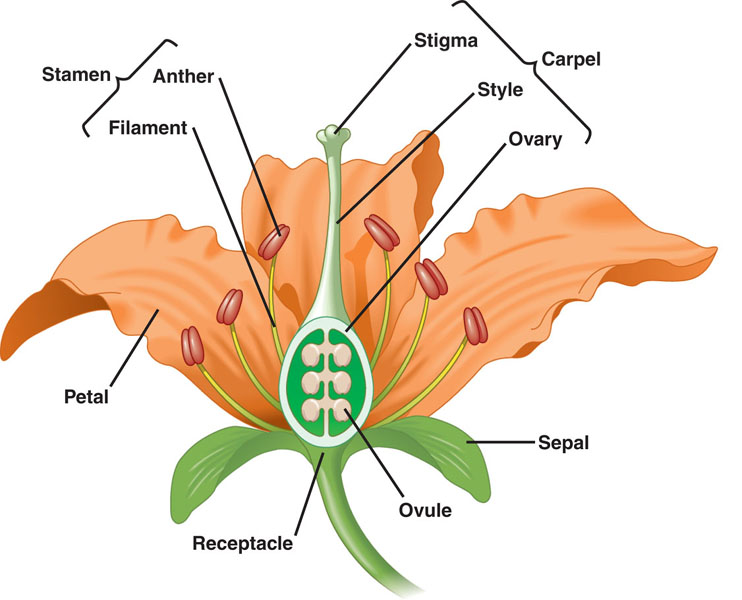 Labeled Male Reproductive System Diagram