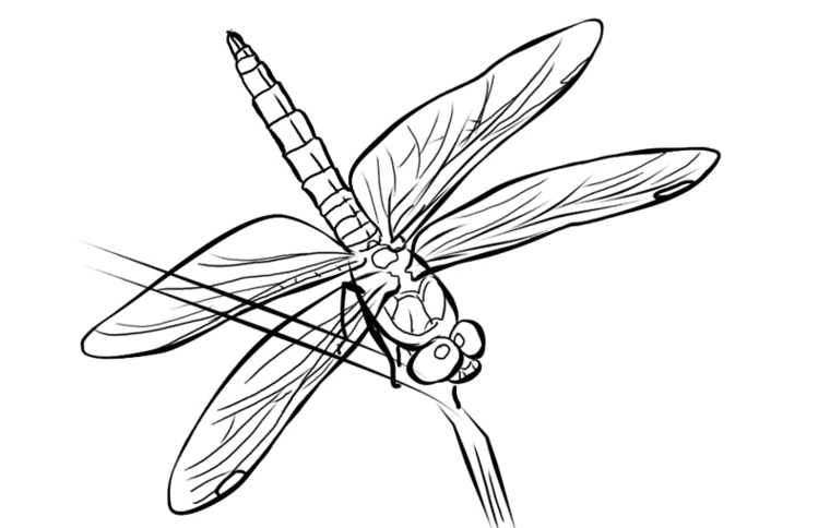 Dragonfly Line Drawing Clipart - Free to use Clip Art Resource