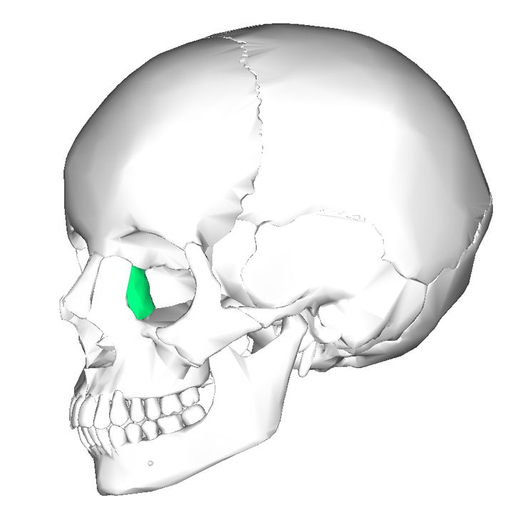 1000+ images about Human Skull