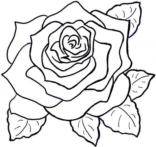 How to Draw Roses Opening in Full Bloom Step by Step Drawing ...