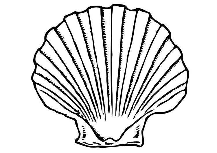 Shells Coloring Page - ClipArt Best