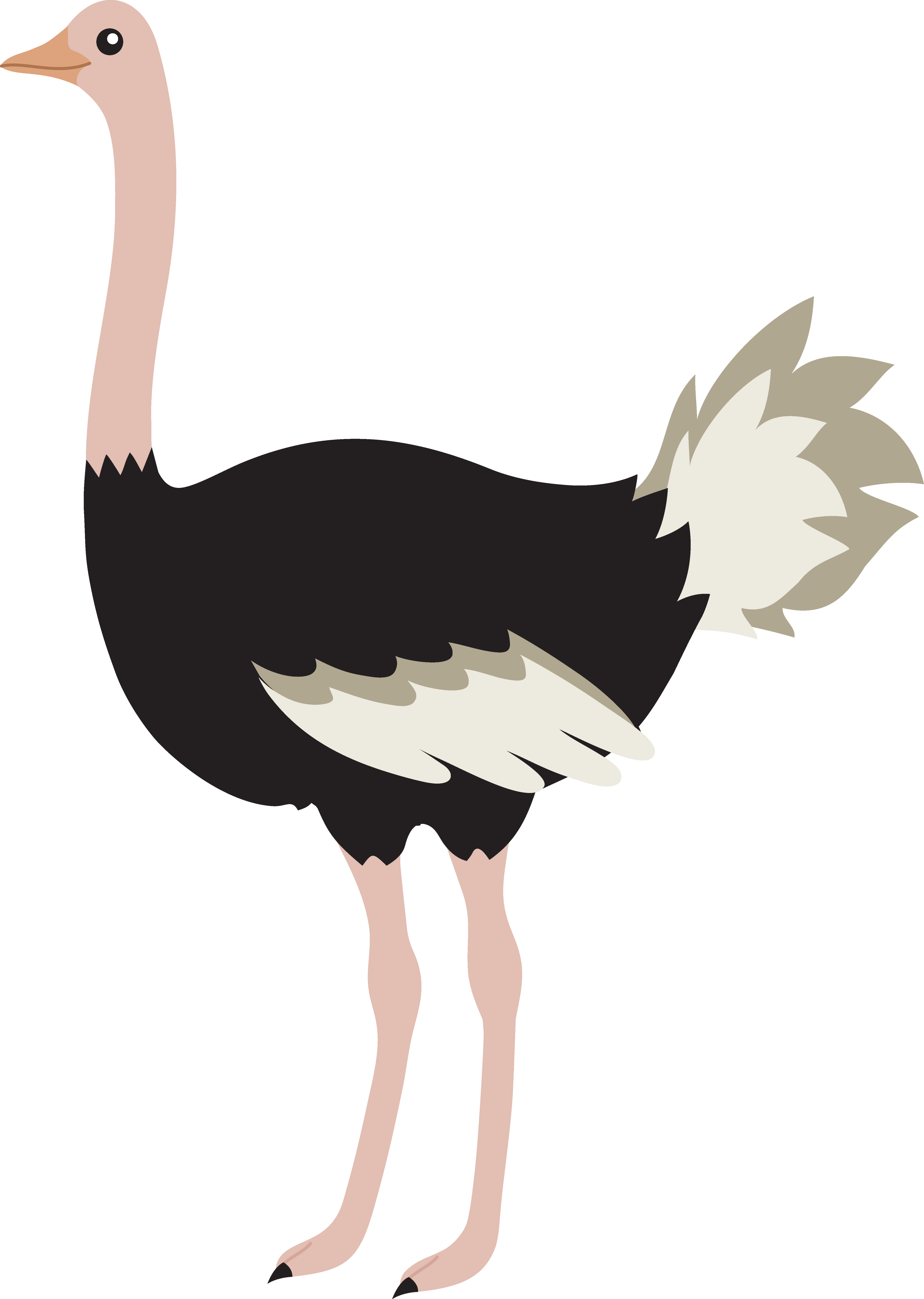 Ostrich Clip Art Clipart - Free to use Clip Art Resource