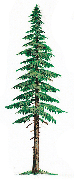 1000+ images about tats | Trees, Clip art and White pines