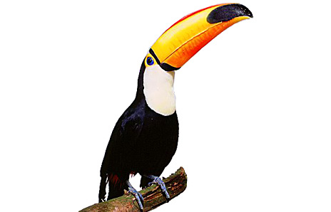 Toucan Clip Art - Tumundografico