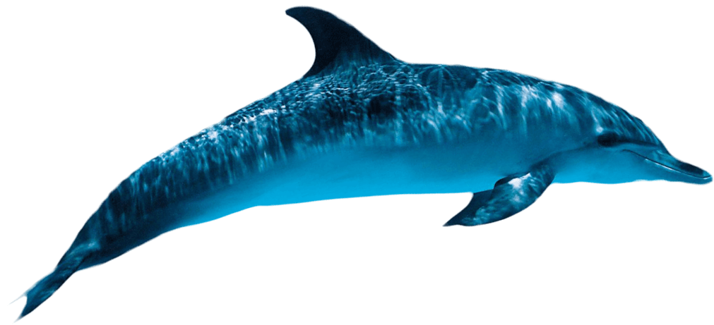 Dolphin PNG Transparent Images | PNG All