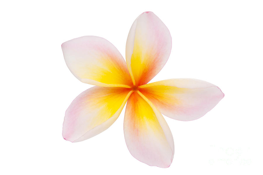 Plumeria Clipart