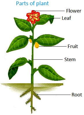 parts of a plant - Rich Template