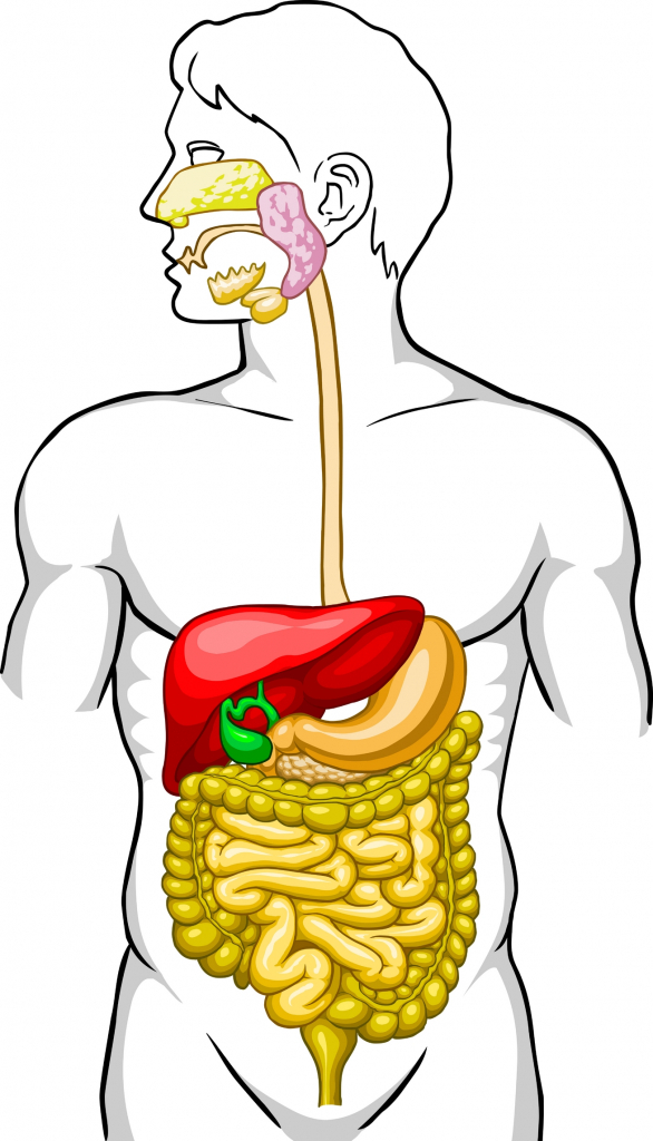 Digestive System Unlabeled - Human Body Diagram