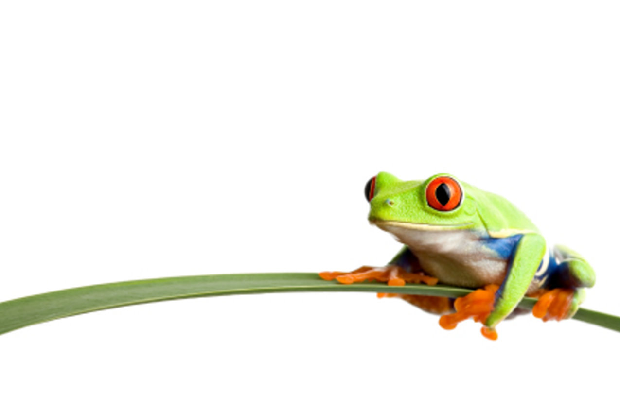 Frog Vector | Free Download Clip Art | Free Clip Art | on Clipart ...