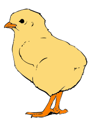 Chicks clipart free