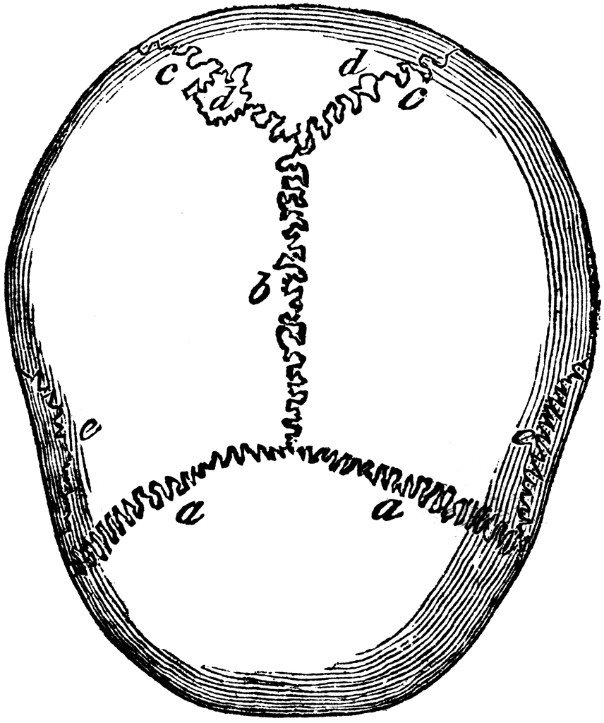 Skull Sutures | ClipArt ETC