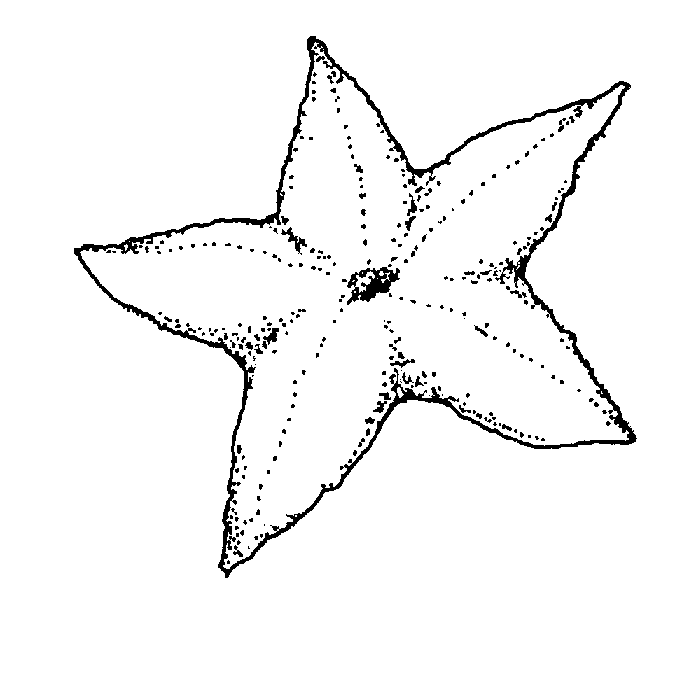 Starfish | Mormon Share
