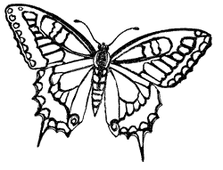 Butterfly Coloring Pages