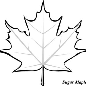 How to Draw Maple Leaf Coloring Page: How to Draw Maple Leaf ...