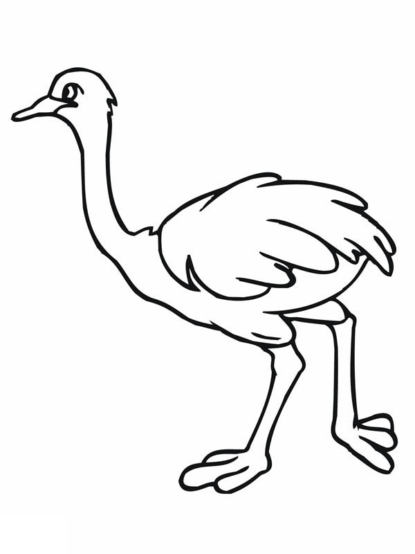 ostrich Colouring Pages