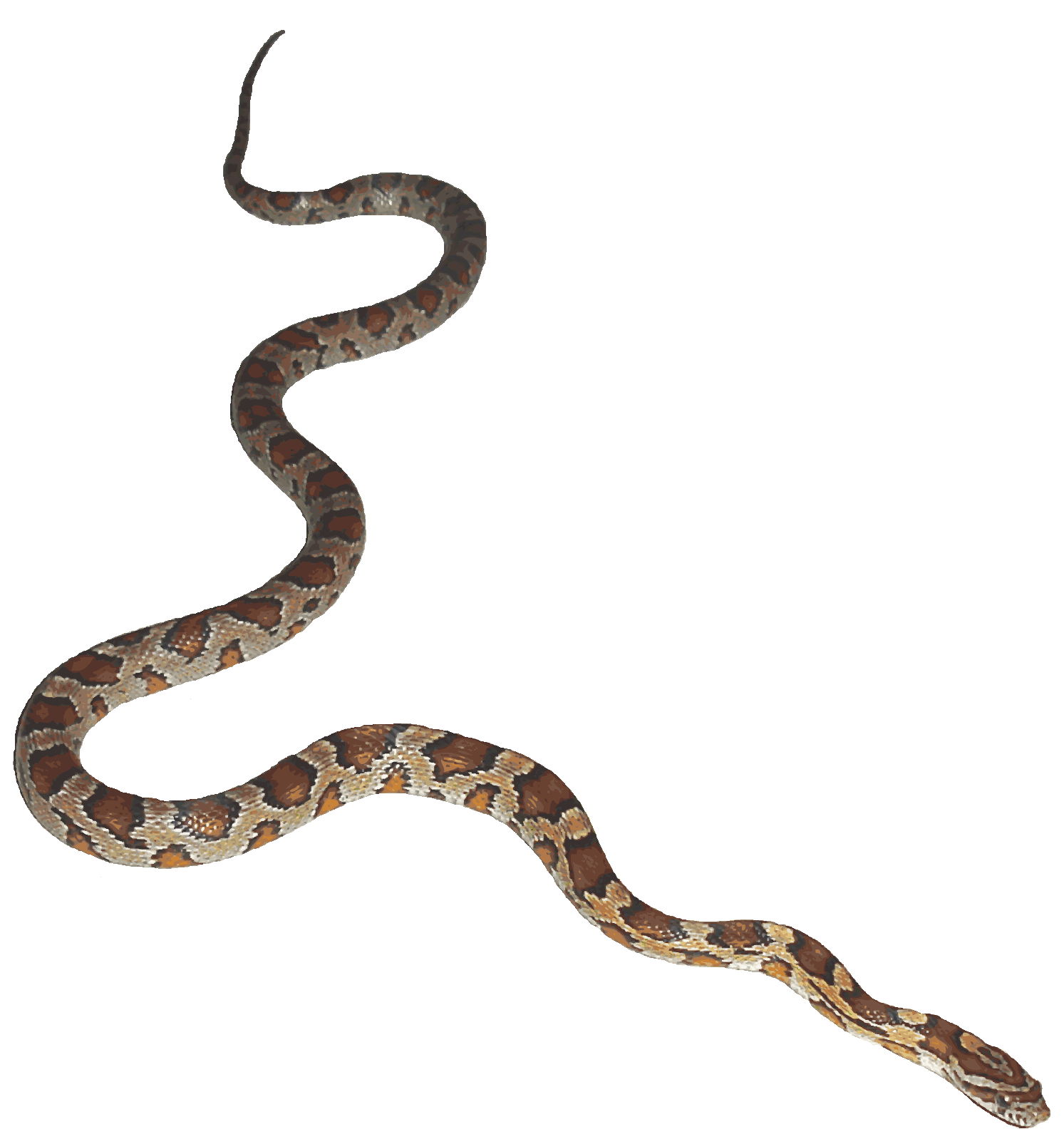 Snake animated wallpapers