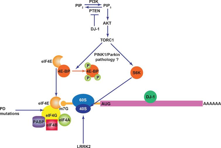 Decoding Parkinson's Disease Pathogenesis: The Role of Deregulated ...