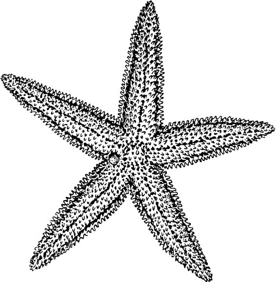 Starfish, Free clipart images and Art