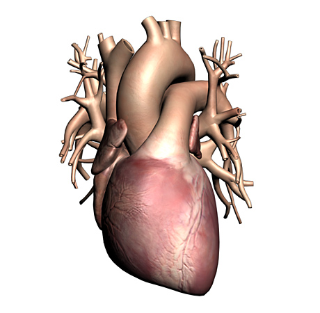 Heart 3d Animation - ClipArt Best
