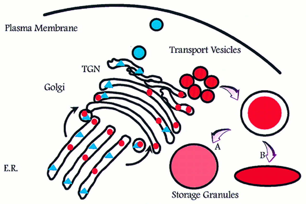 Blood Journal | Granules of the Human Neutrophilic ...