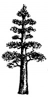 Redwood Tree Drawing - ClipArt Best