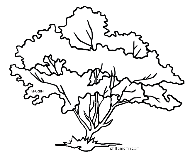 Dogwood Tree Drawing