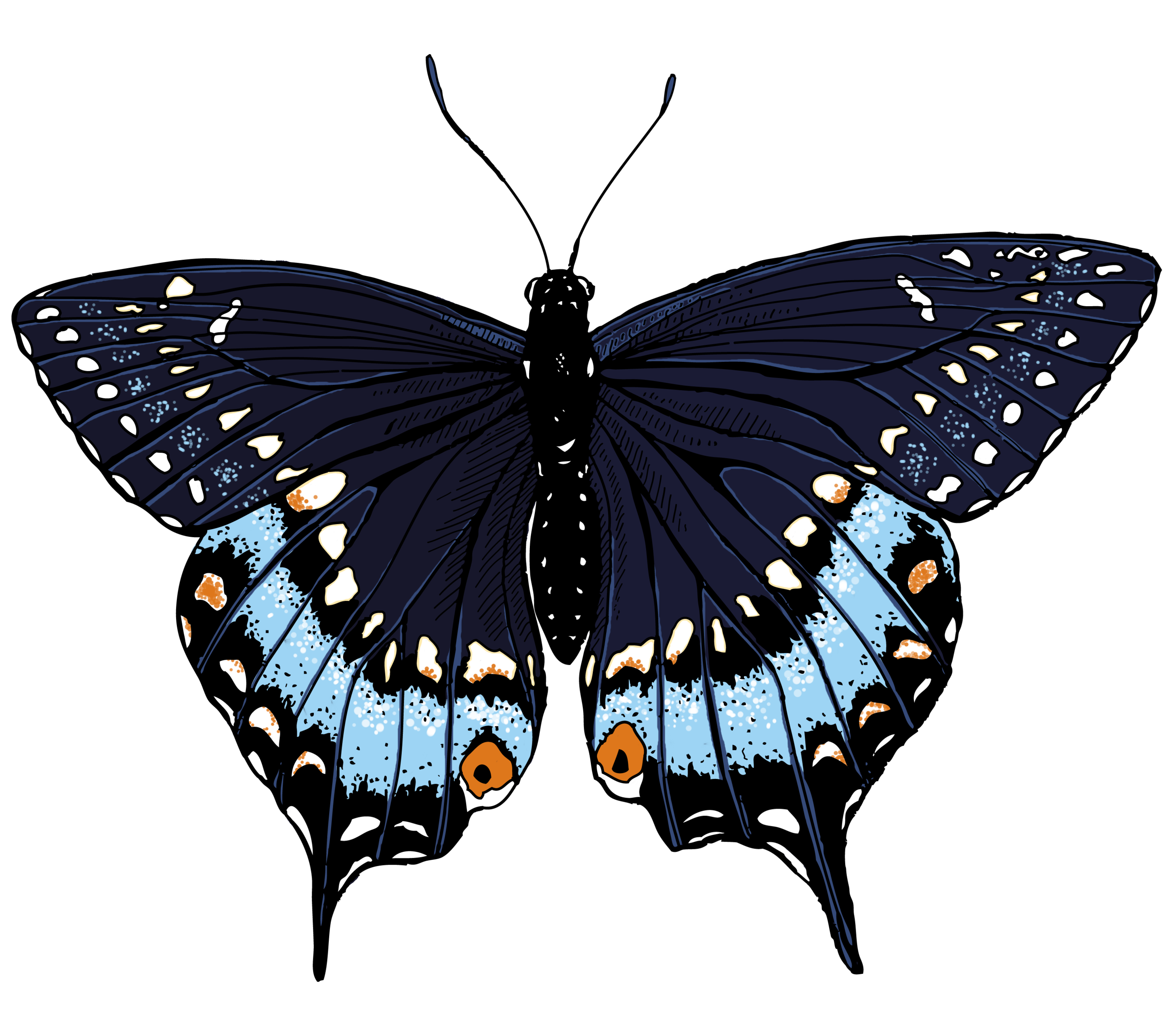 Butterfly Illustrations Clipart - Free to use Clip Art Resource